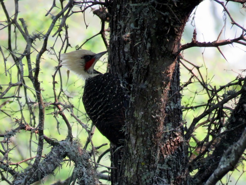 Pale-crested Woodpecker - ML216904541