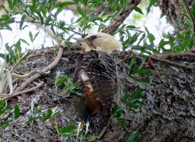 Pale-crested Woodpecker - ML216904551