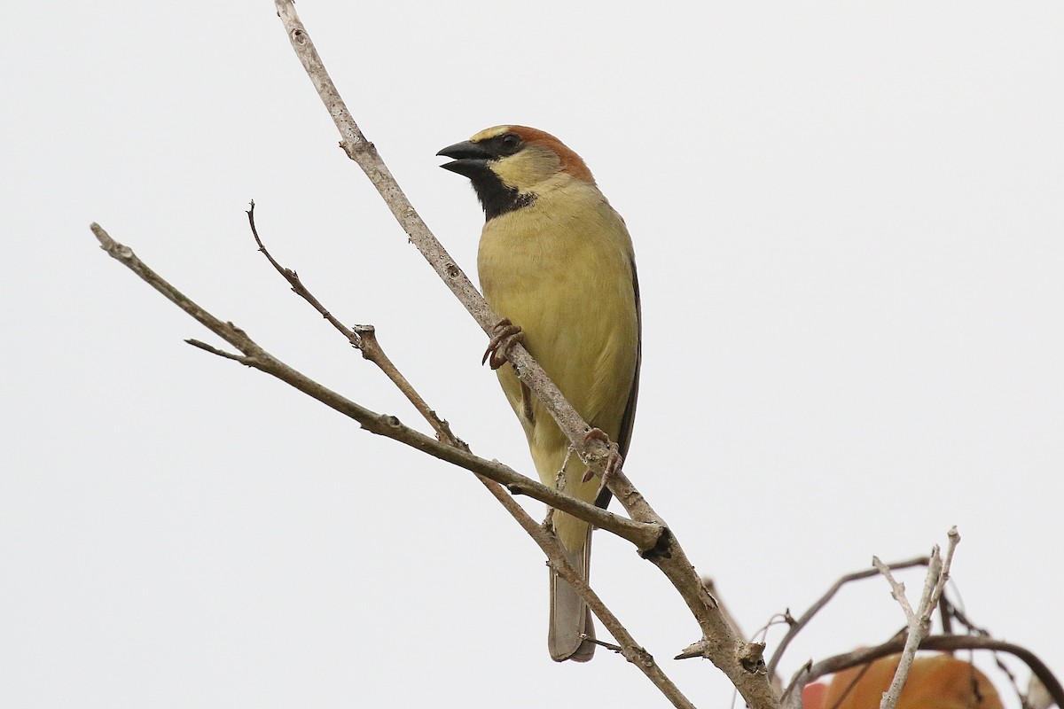 Plain-backed Sparrow - Laval Roy