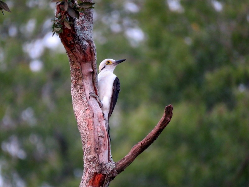 White Woodpecker - ML216904661