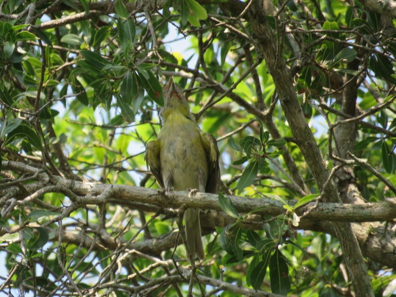 Краснобровый попугаевый виреон - ML216904691