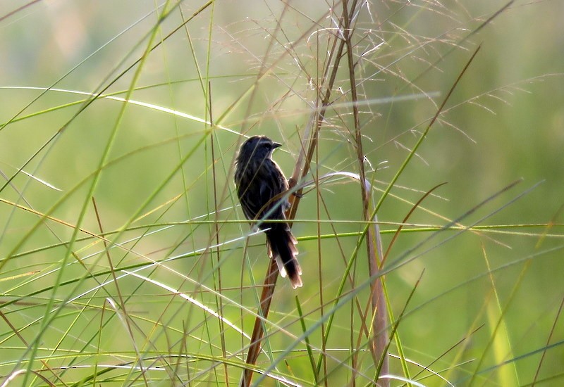 Long-tailed Reed Finch - Juan Muñoz de Toro