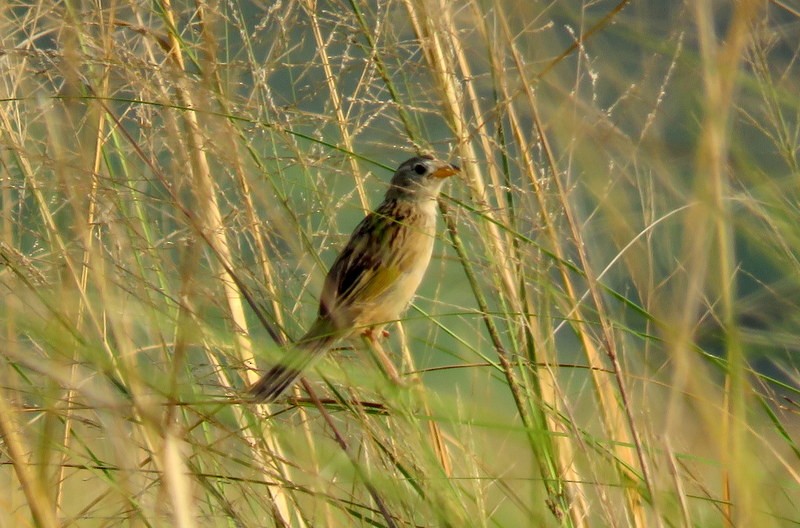 Wedge-tailed Grass-Finch - ML216904981