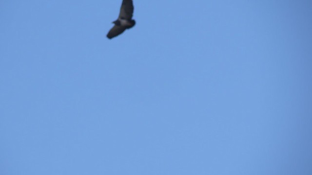 Black-chested Buzzard-Eagle - ML216905921