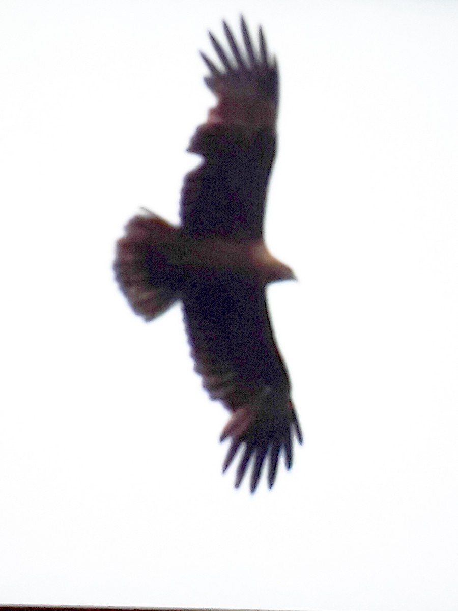 Indian Spotted Eagle - Krishnamoorthy Muthirulan