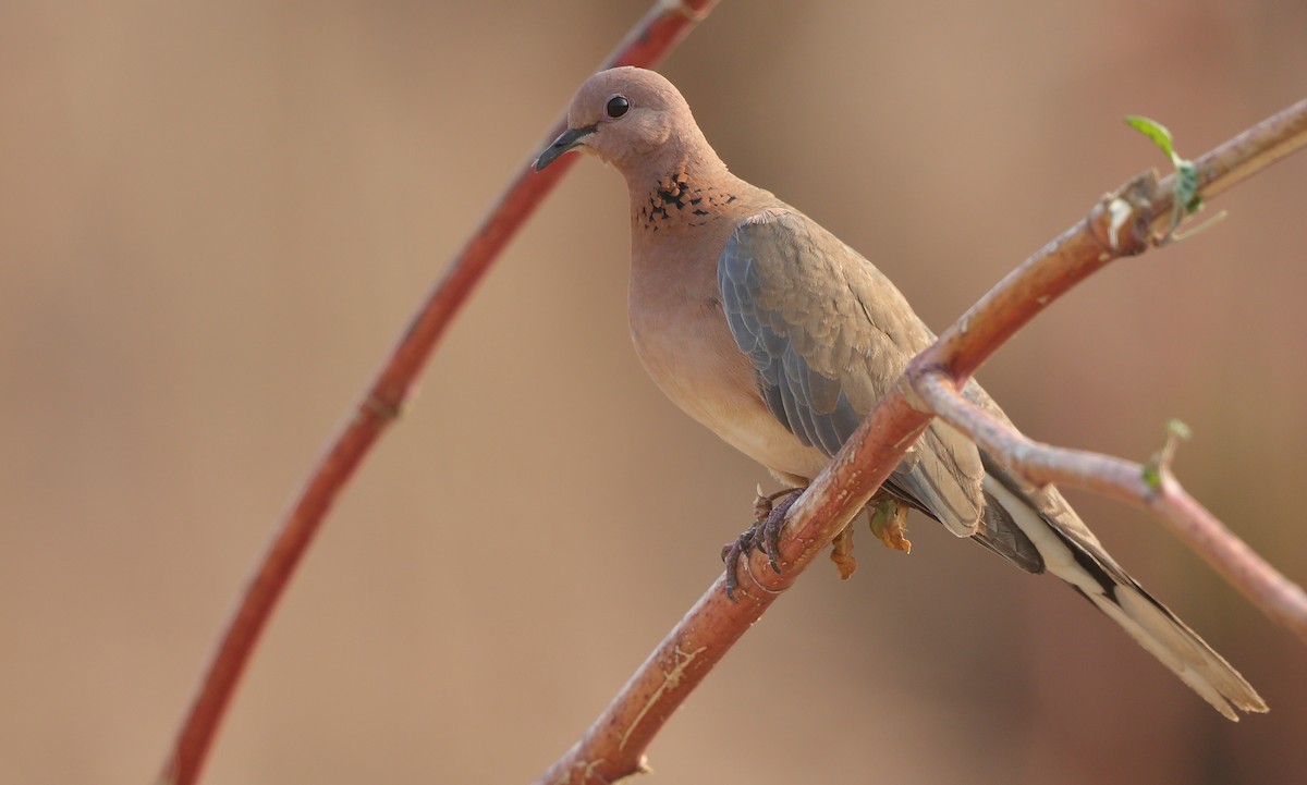 Laughing Dove - ML216915091