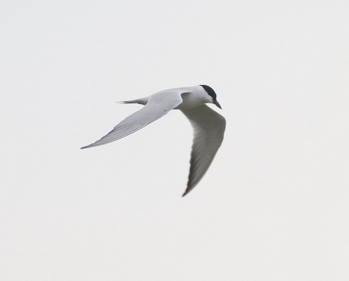 Gull-billed Tern - Vijaya Lakshmi