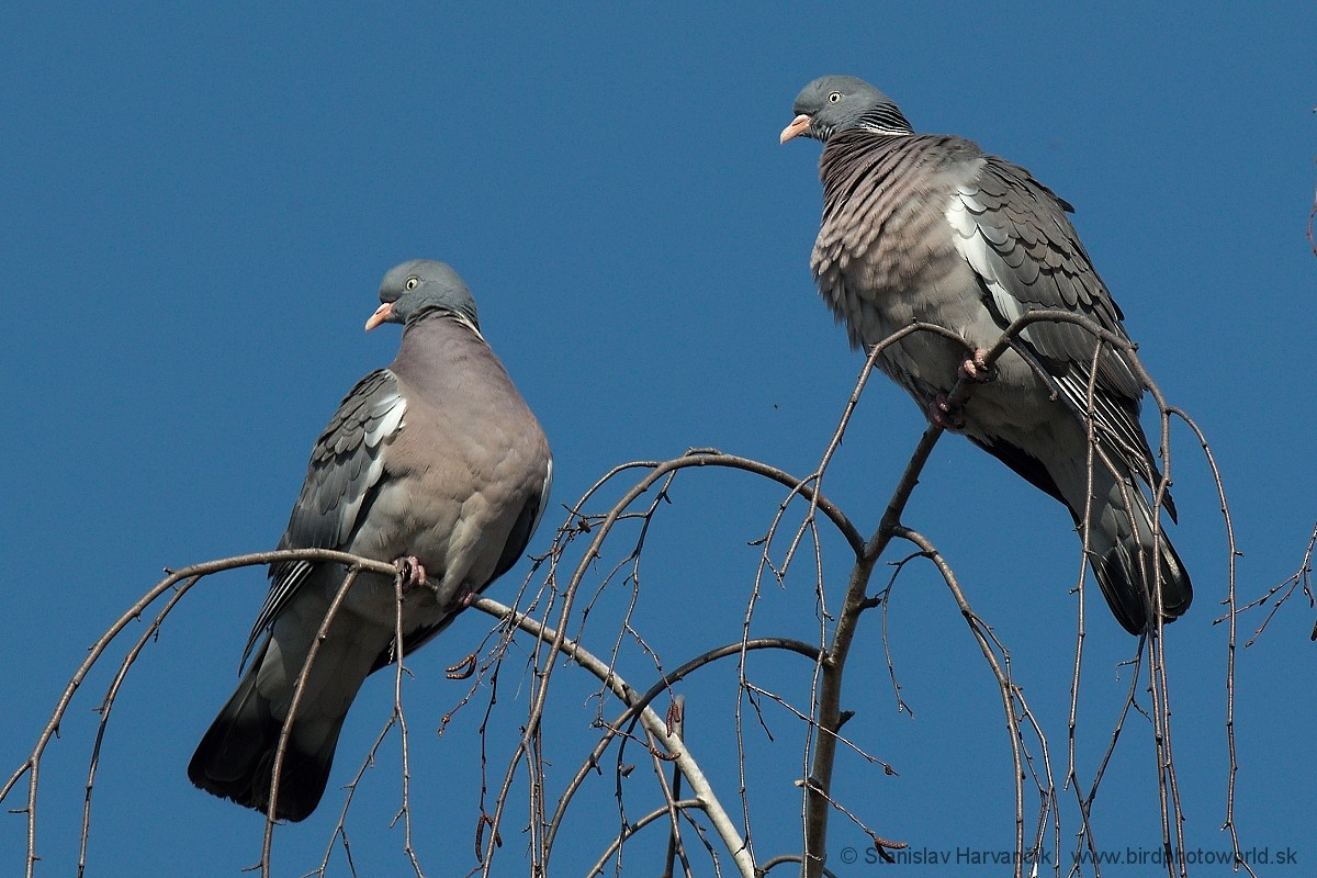 Common Wood-Pigeon - ML216927931