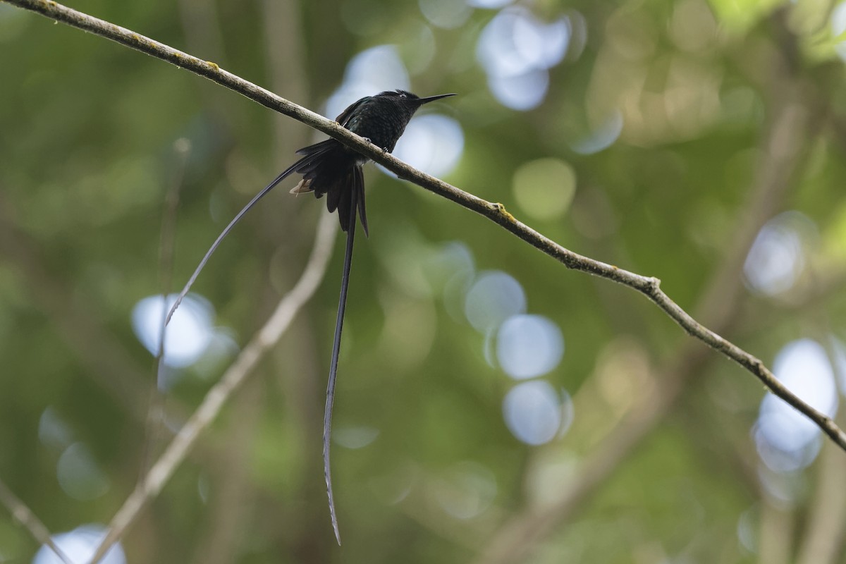 kolibřík černozobý - ML216928961