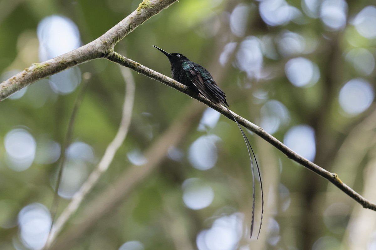 kolibřík černozobý - ML216929001