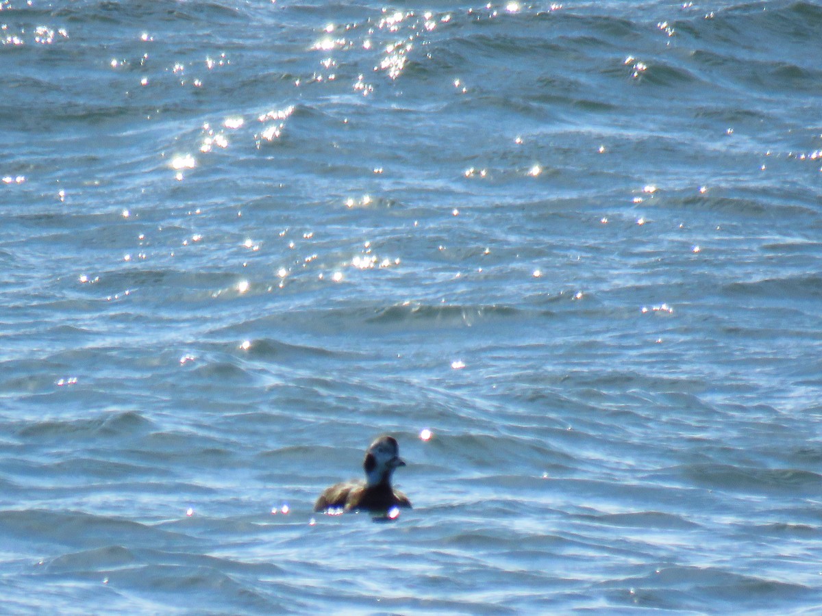 Long-tailed Duck - ML216929791