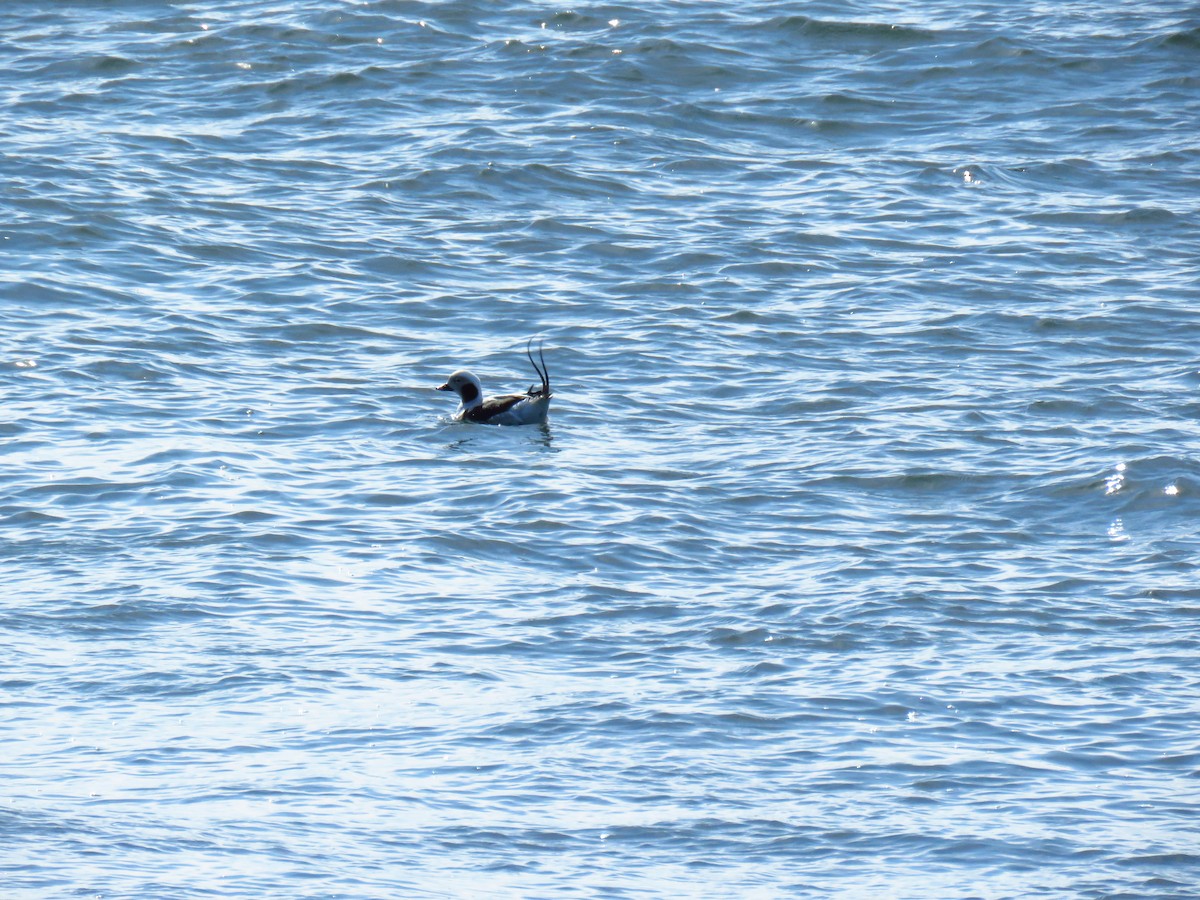 Long-tailed Duck - ML216929811