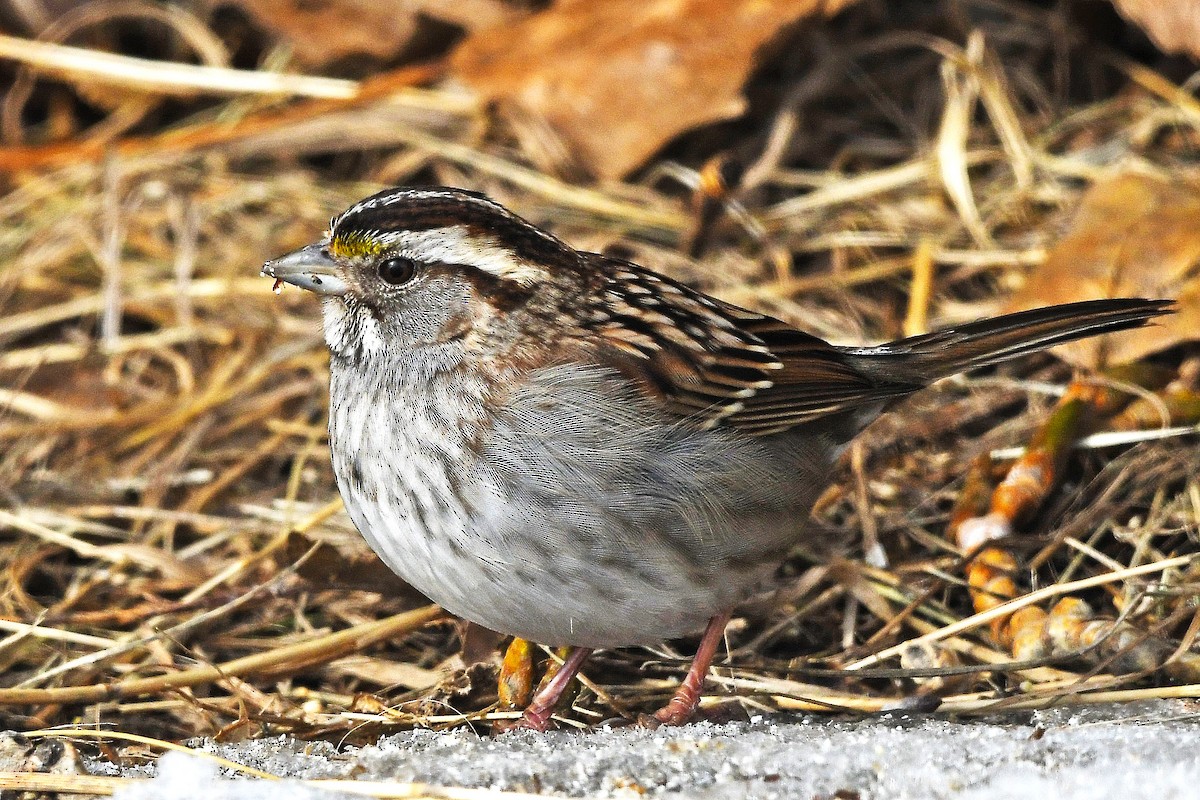 eBird Checklist 17 Mar 2020 EdmontonHermitage Park Bird Feeders 15 species
