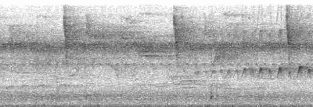 kilenebbtreløper (pectoralis gr.) - ML216931