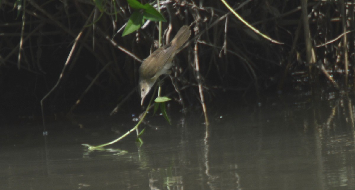 Common Reed Warbler - ML21693161