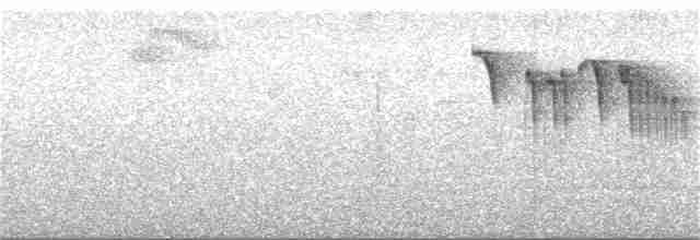 svartkroneløvtyrann - ML216932741