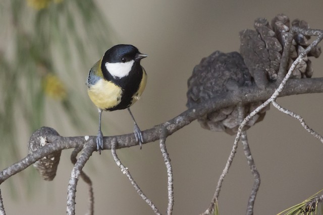 The bald & grumpy Great Tit, The great tit (Parus major) is…