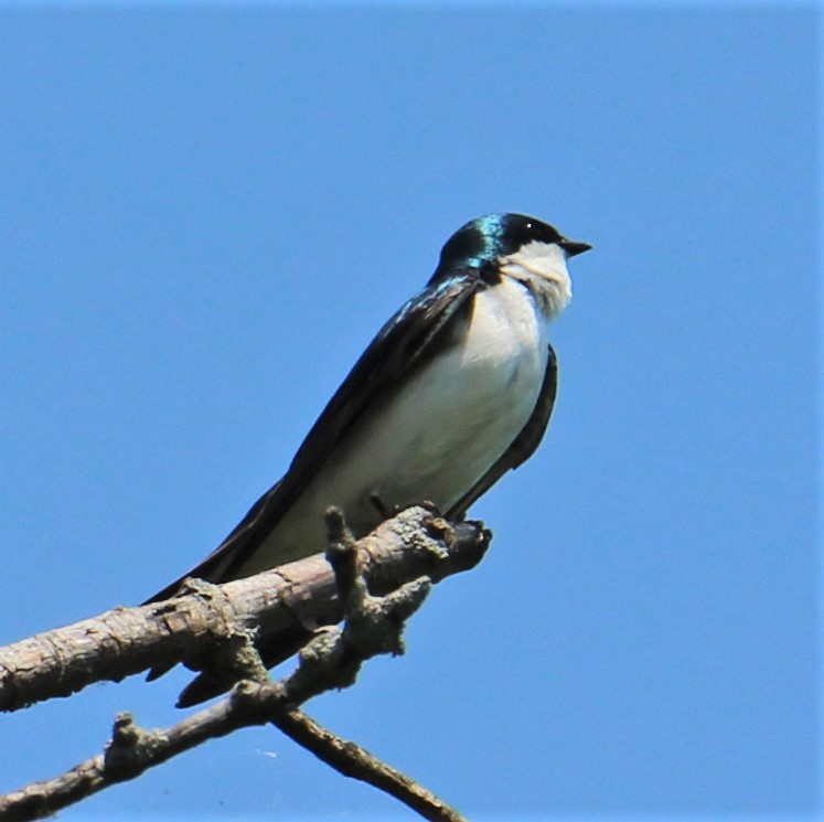 Tree Swallow - ML216938411