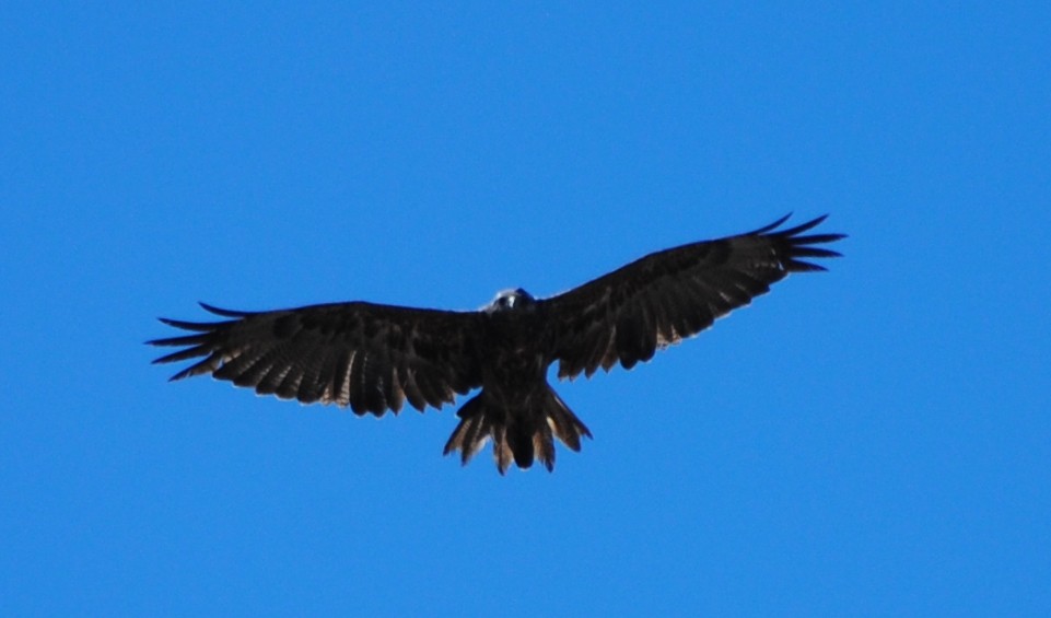 Black-chested Buzzard-Eagle - ML216940441