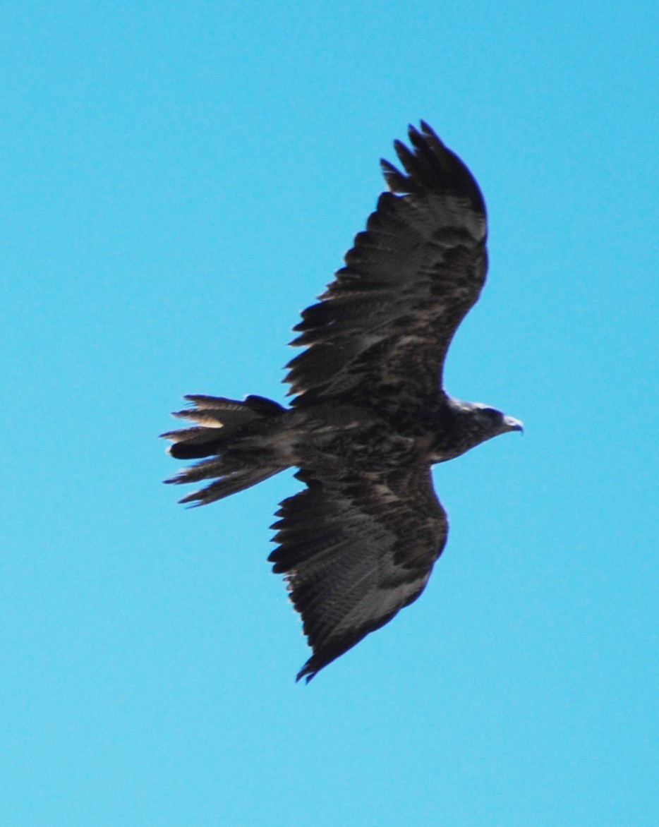 Black-chested Buzzard-Eagle - ML216940461