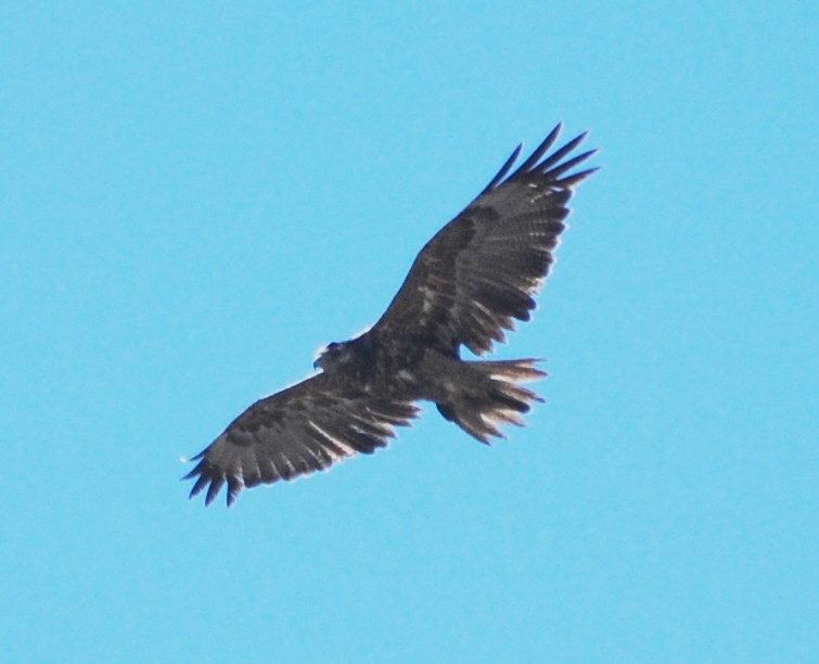 Black-chested Buzzard-Eagle - ML216940471