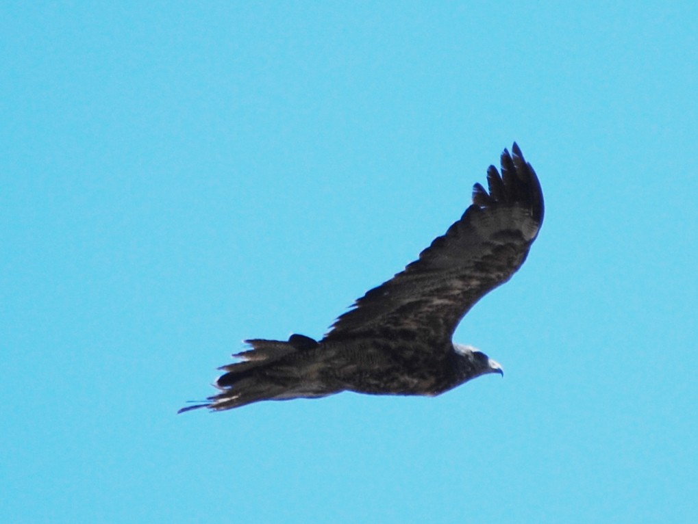 Black-chested Buzzard-Eagle - ML216940481