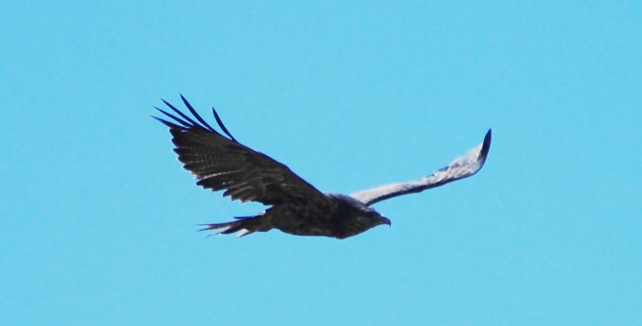 Black-chested Buzzard-Eagle - ML216940501