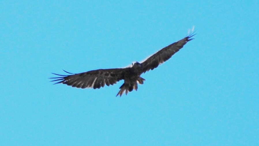 Black-chested Buzzard-Eagle - ML216940511
