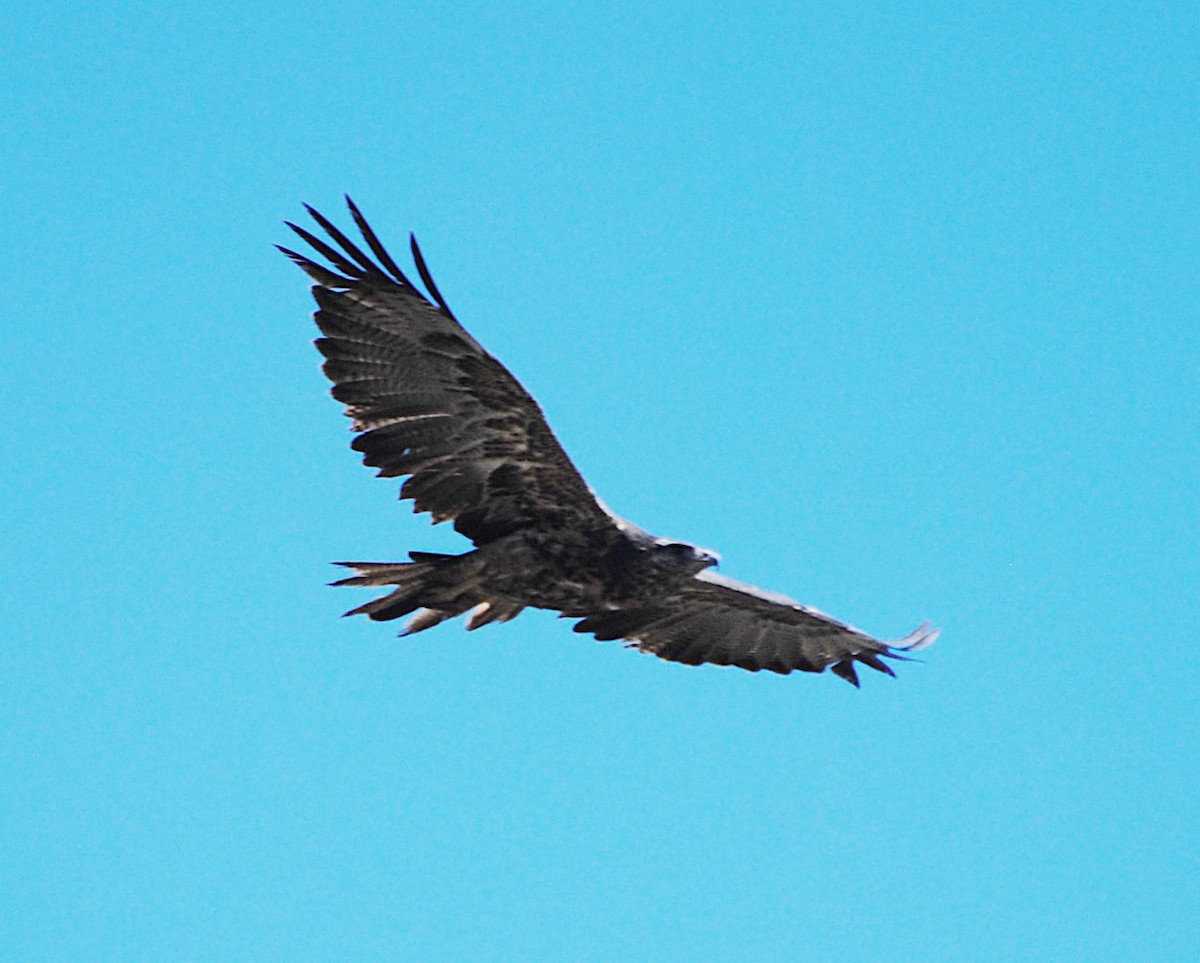 Black-chested Buzzard-Eagle - ML216940531