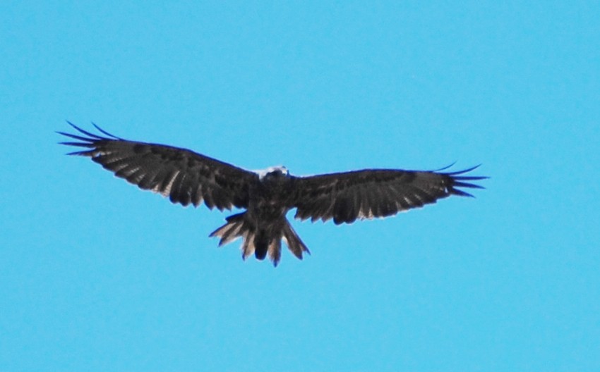 Black-chested Buzzard-Eagle - ML216940541