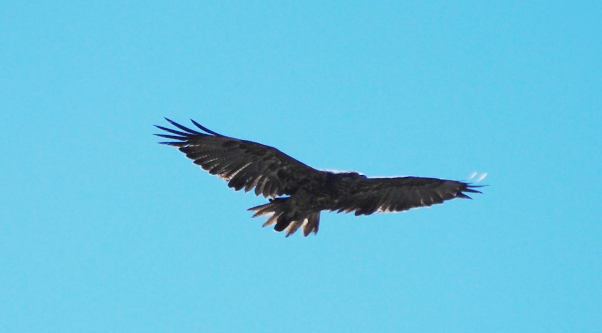 Black-chested Buzzard-Eagle - ML216940571