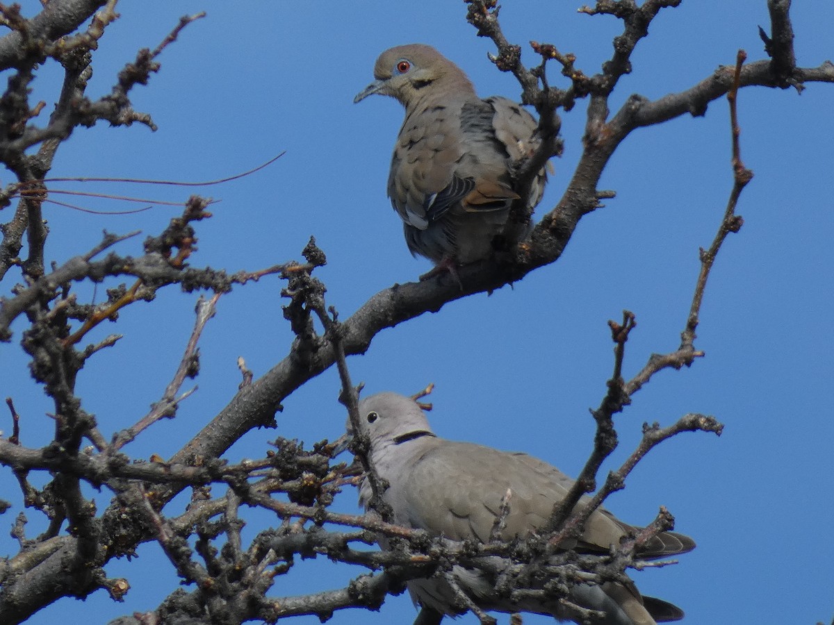 Eurasian Collared-Dove - Lynn Wysocki-Smith