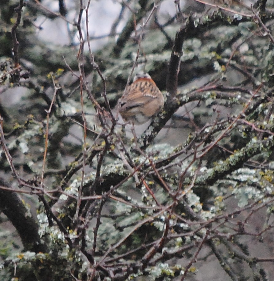 Rufous-collared Sparrow - ML216944351