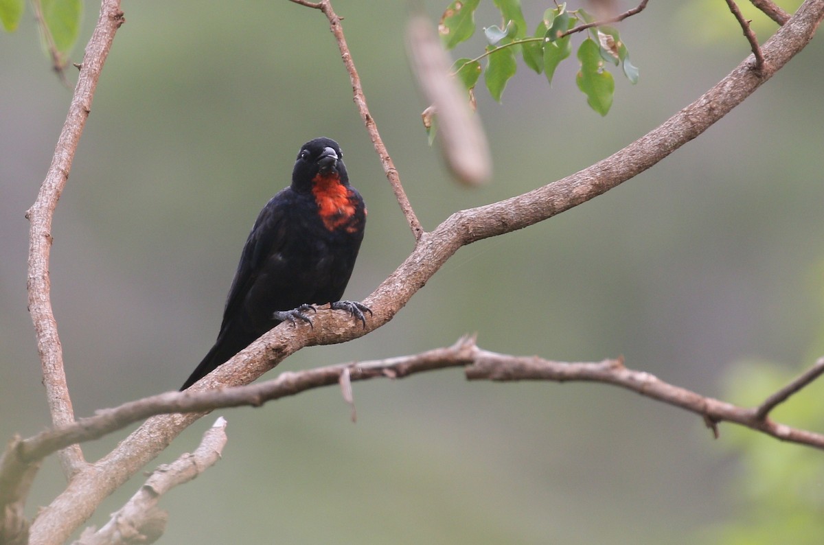Scarlet-throated Tanager - ML216945641