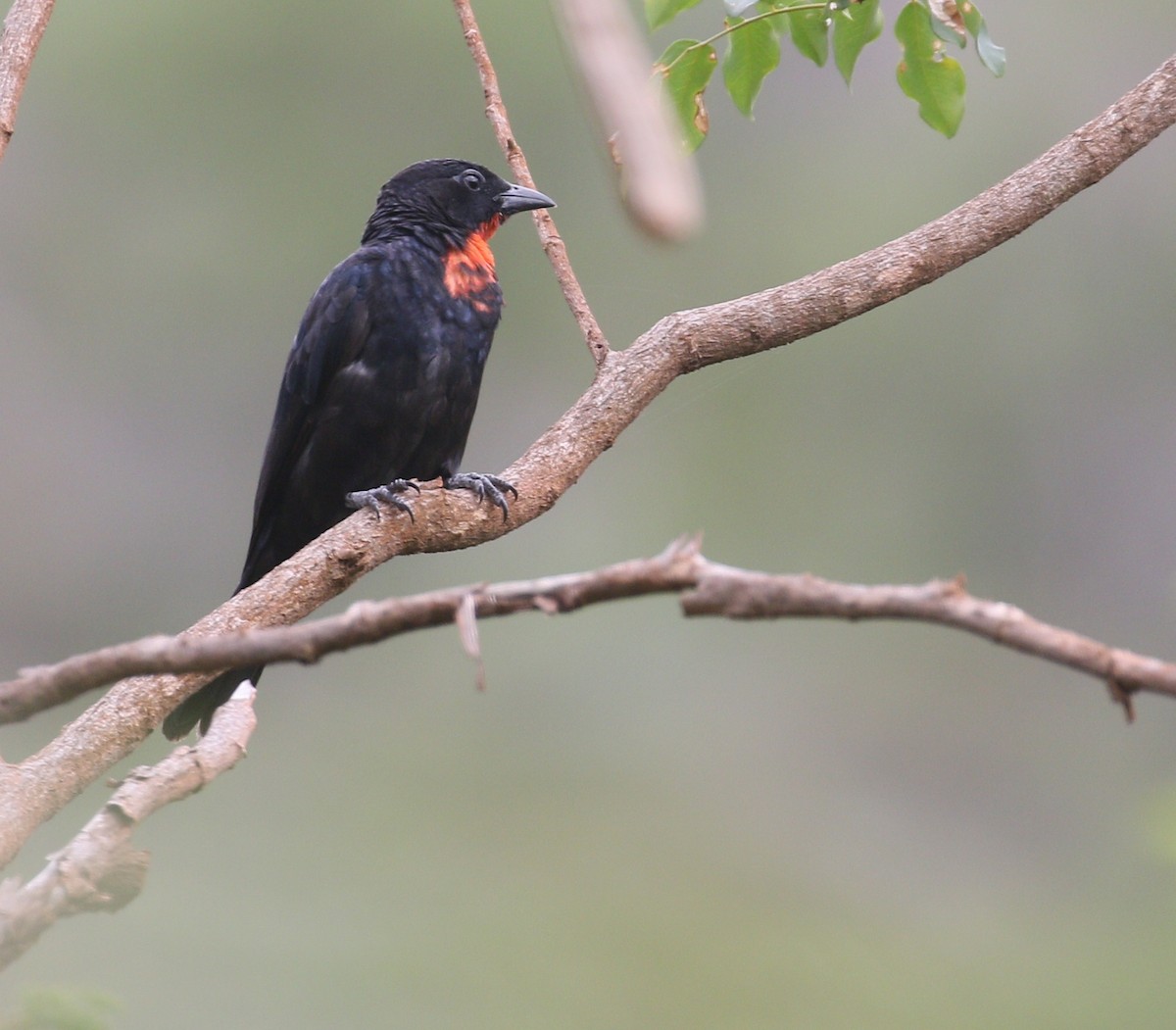 Scarlet-throated Tanager - ML216945651