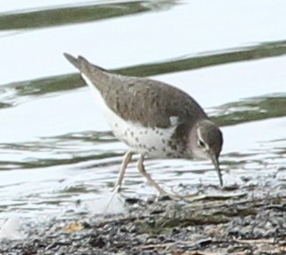 Spotted Sandpiper - sicloot