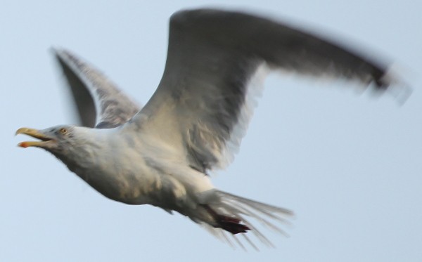 Herring Gull (American) - sicloot
