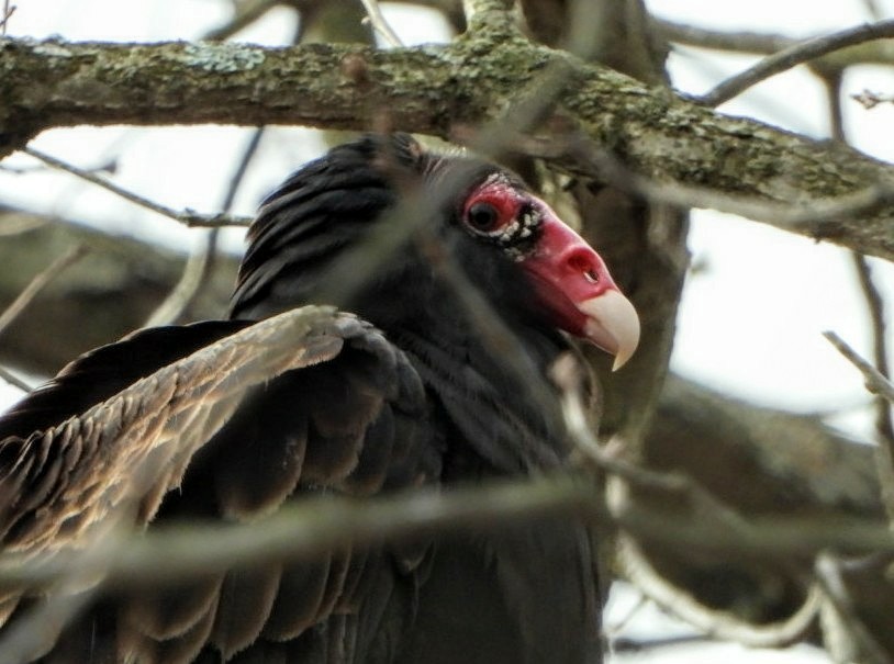 Turkey Vulture - Ronnie Clark