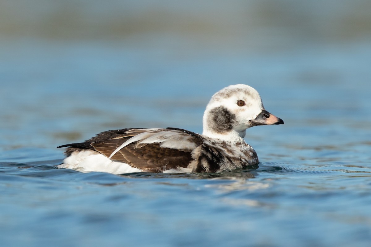 Long-tailed Duck - Ilya Povalyaev