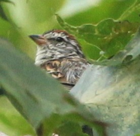 Chipping Sparrow - ML21694771