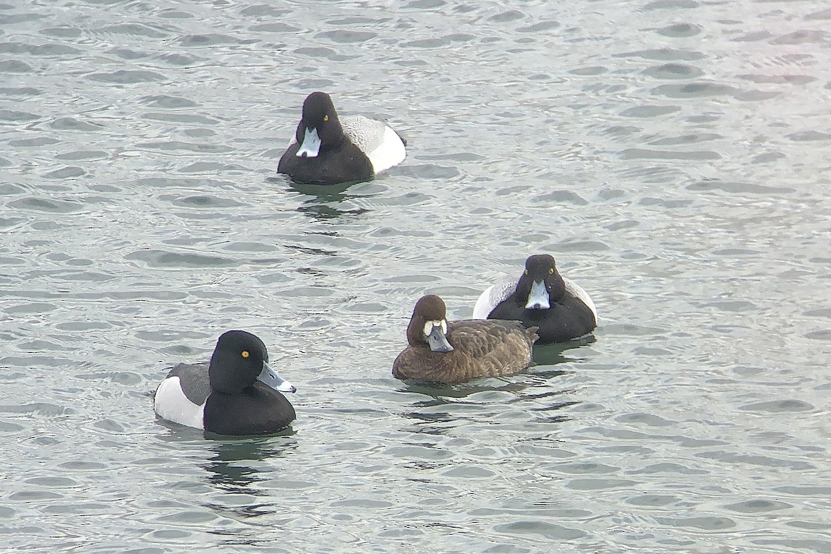 Ring-necked Duck x Greater Scaup (hybrid) - Tim Lenz