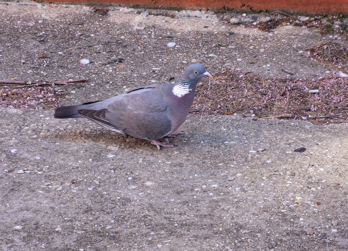 Common Wood-Pigeon - ML216952531