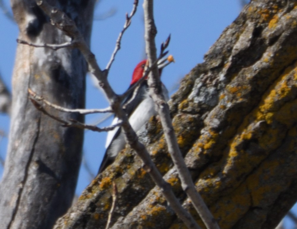 Red-headed Woodpecker - ML216956861