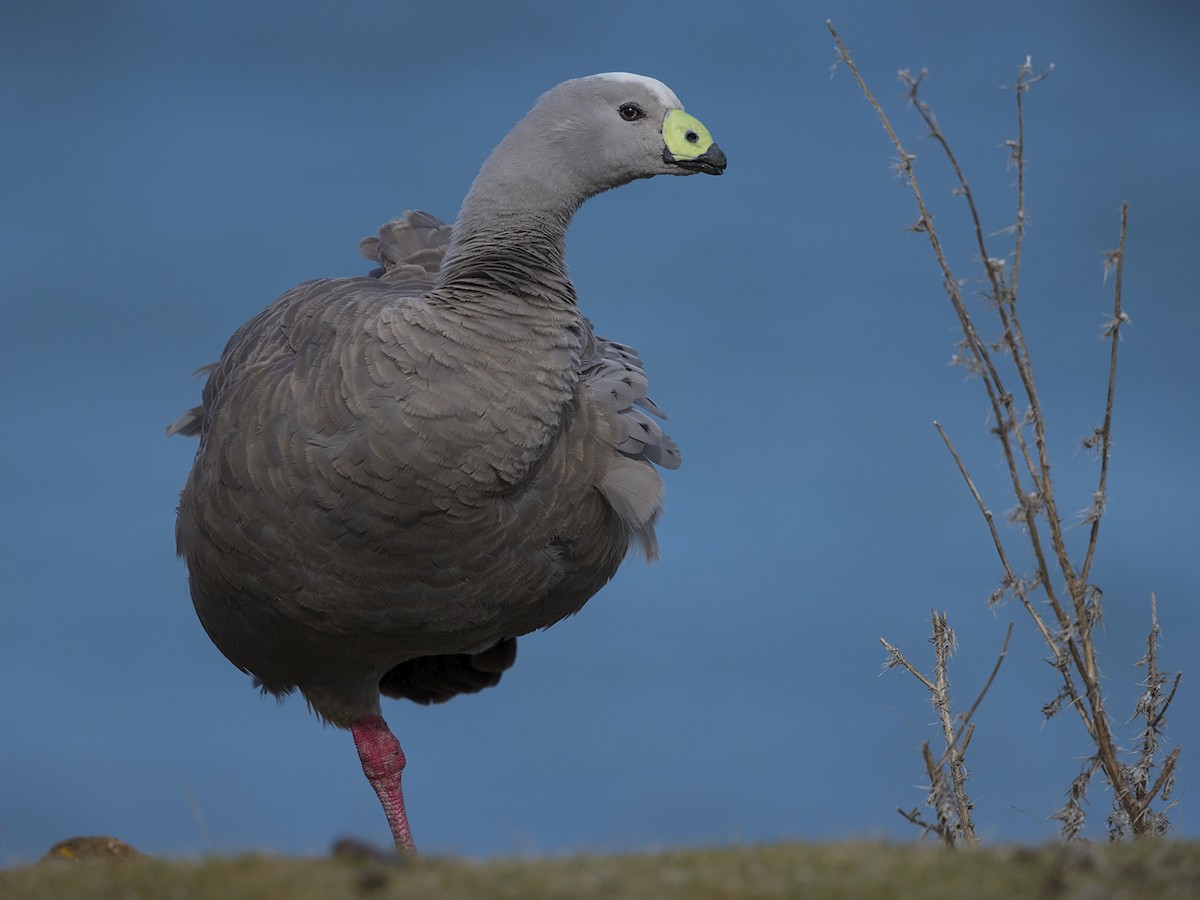 Cape Barren Goose - Niall D Perrins