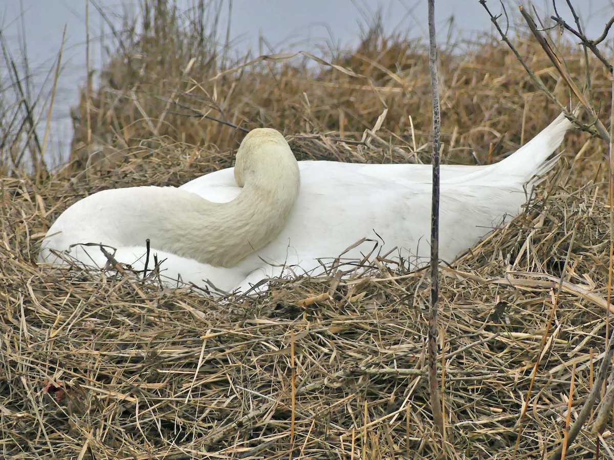 New Jersey eBird Checklist 21 Mar 2020 Manahawkin WMA 32 species