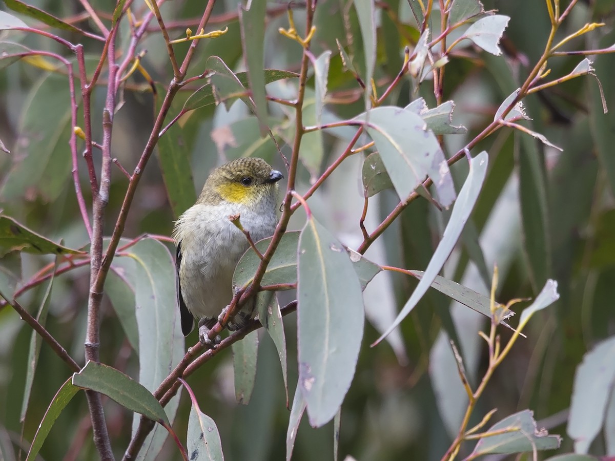 Forty-spotted Pardalote - ML216958651