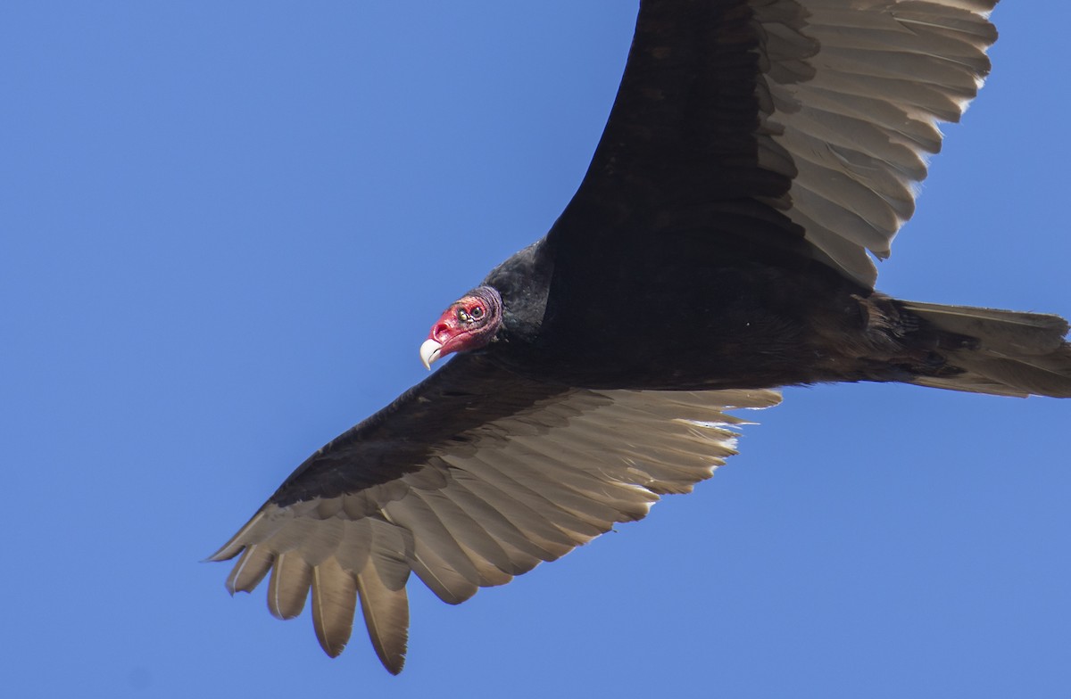 Turkey Vulture - Marky Mutchler