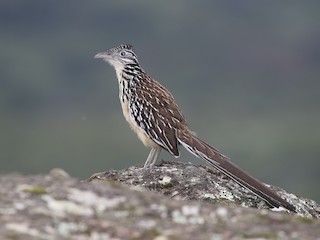 Greater Roadrunner Identification, All About Birds, Cornell Lab of