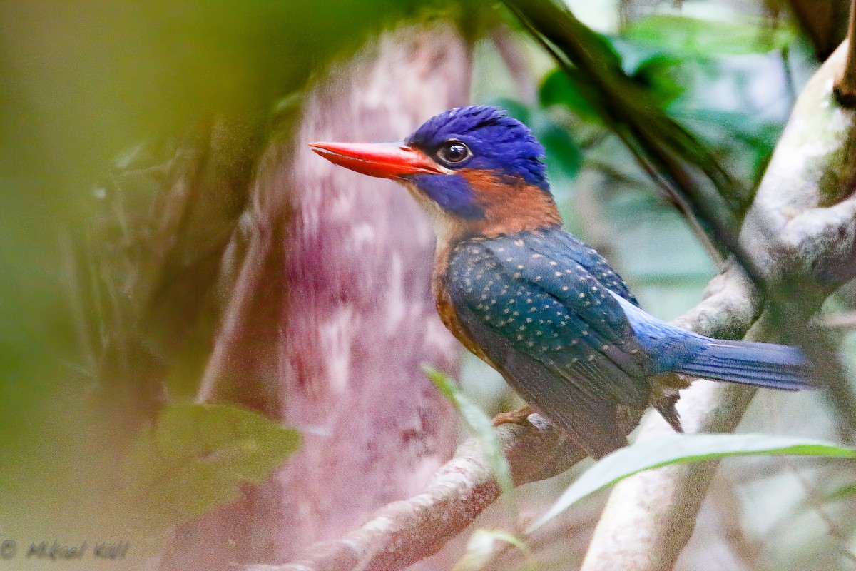 Blue-capped Kingfisher - Mikael Käll