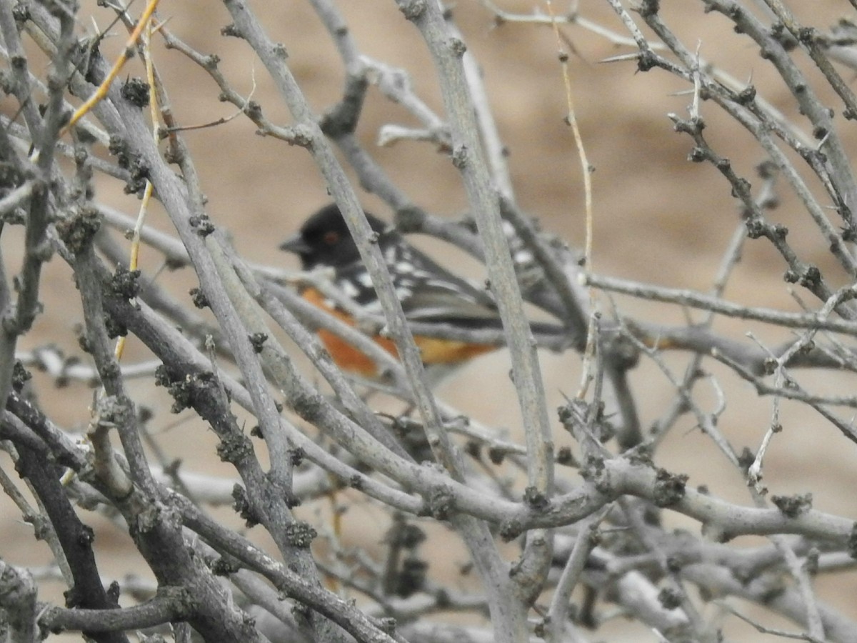 Spotted Towhee - ML216963071